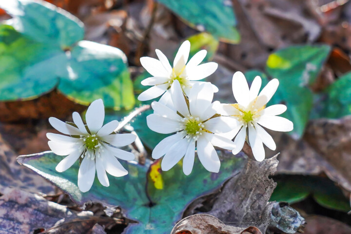 Misumisou bloom in February #14 摄影