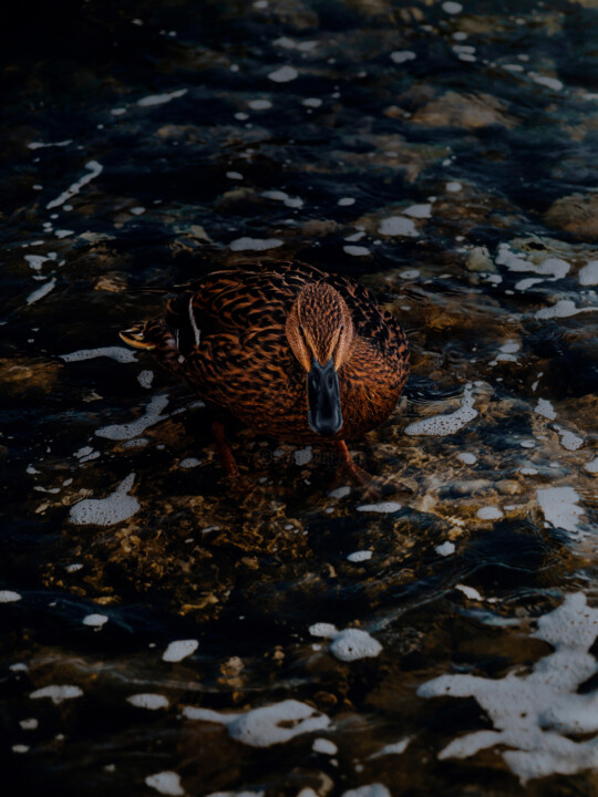 Brown Duck In The Water On The Rocks. 摄影