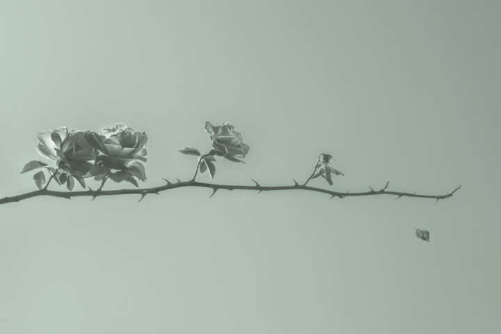 Life. Roses On A Branch With Thorns. Monochrome. 摄影