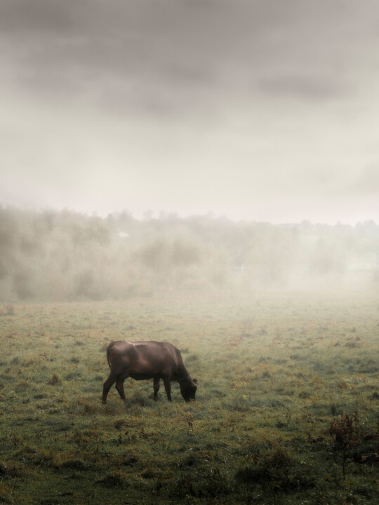 A Black Cow Grazes In A Field In The Fog 摄影