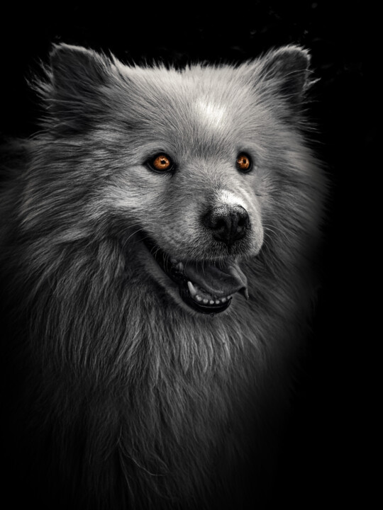 Black And White Fluffy Malamute dog With Orange Eyes. 摄影