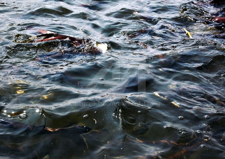 Thailand - Large Group of Fish #4 摄影