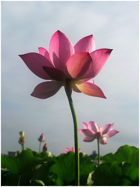 Photography titled "亭亭玉立" by Chunfang Yang, Original Artwork