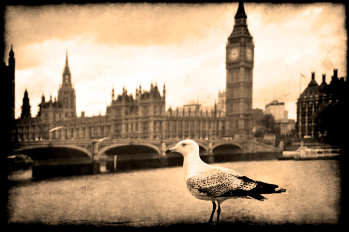 Gull and Big Ben Fotografie