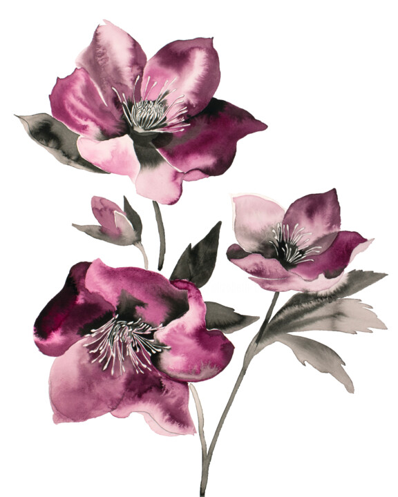 Hellebore No. 37 绘画, 20x16 in