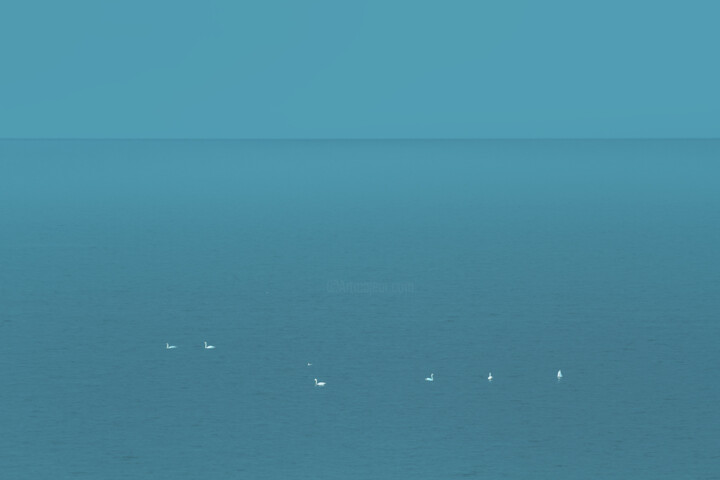 Lonely swans Photography, 23.6x35.4 in