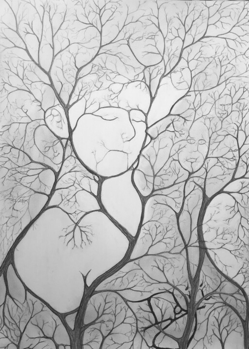 Calinobranchues 图画, 27.6x19.7 in