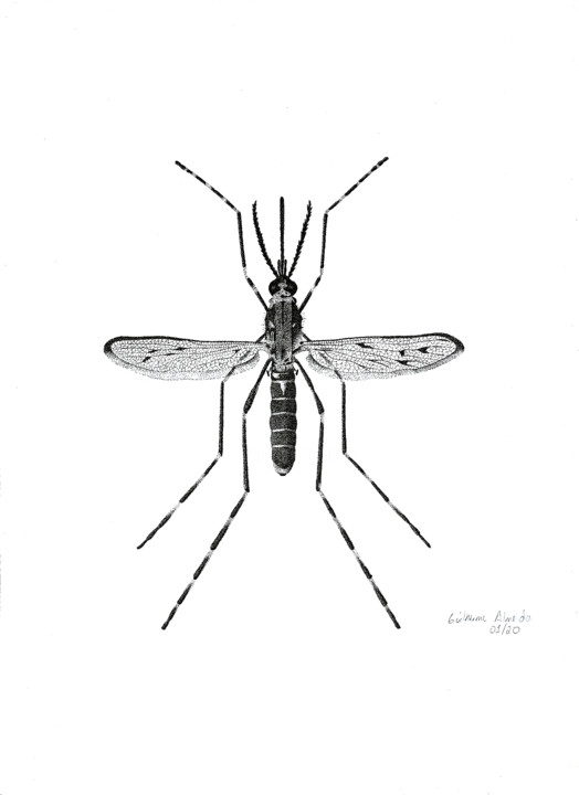 INSETO Nº 1 图画, 11.4x8.3 in