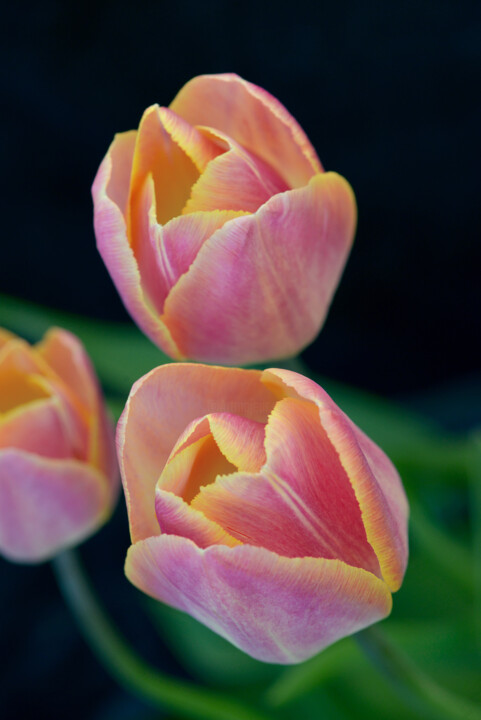 Flowerissimo_10318 摄影