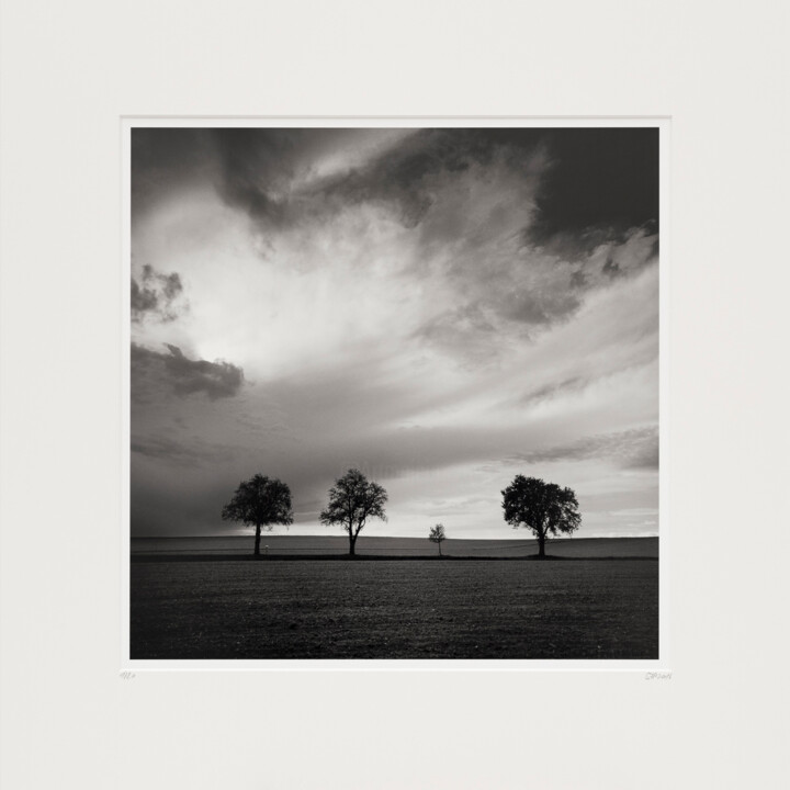 Three and a half Tree, Austria, Ed. 1/20 摄影, 23.6x23.6 in