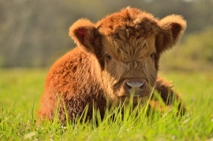 Fluffy longhaired calf 摄影