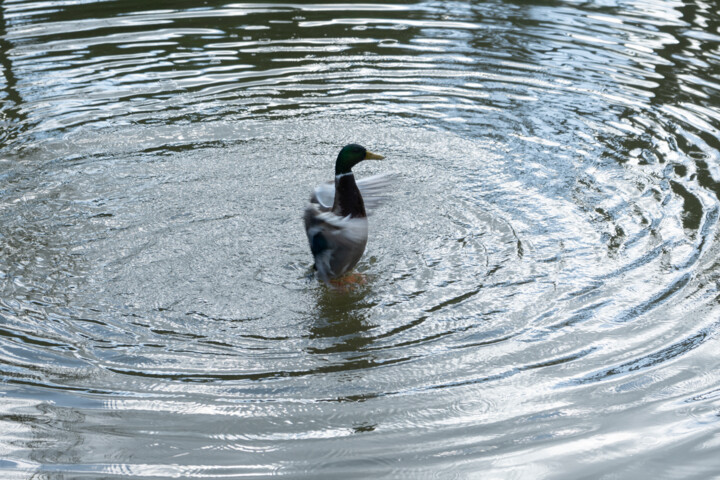 Canard au bain Fotografia