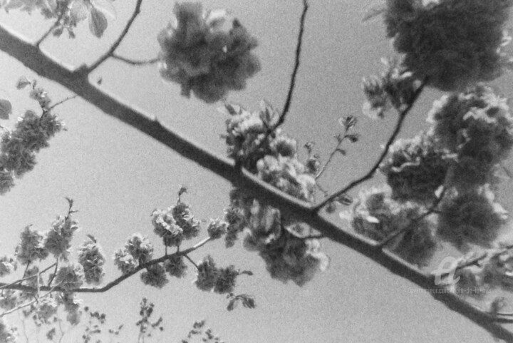 Elm Fotoğraf, 16x24 in