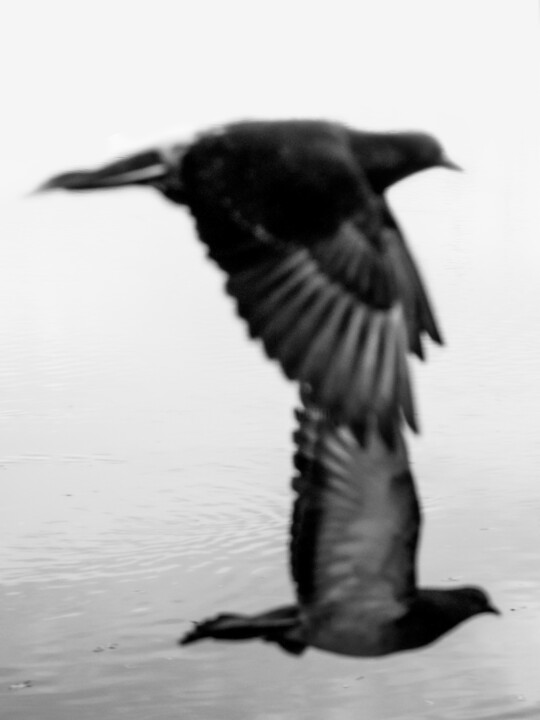 Black And White Phography. Two Black Birds. Vertical Version 摄影