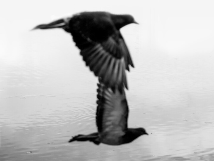 Black And White Phography. Two Black Birds. Horizontal Versi 摄影