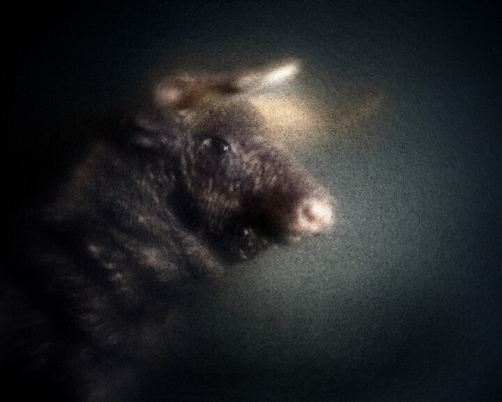 Bestiaire #1 摄影, 15.8x19.7 in