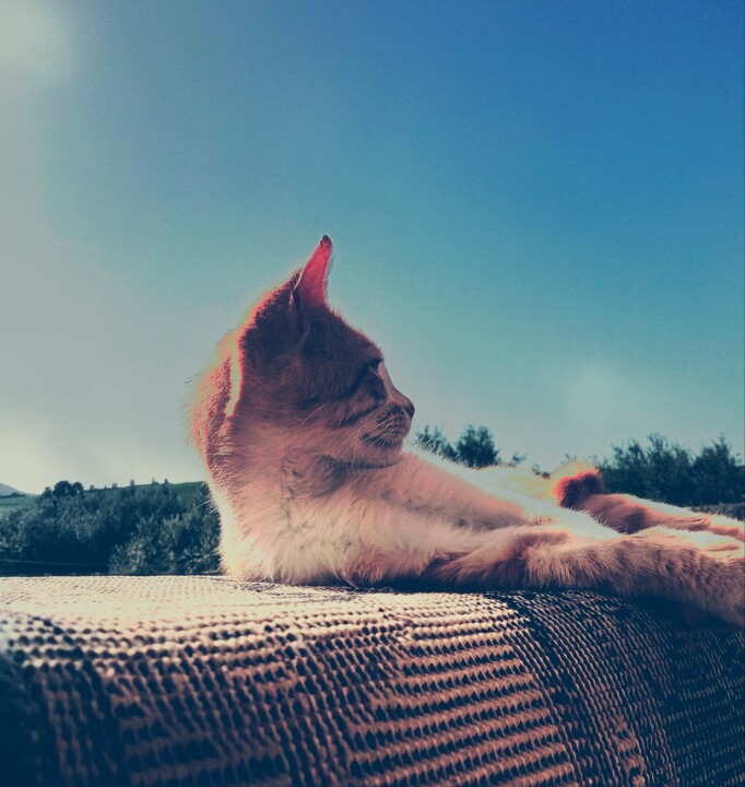 Cat Fotoğraf