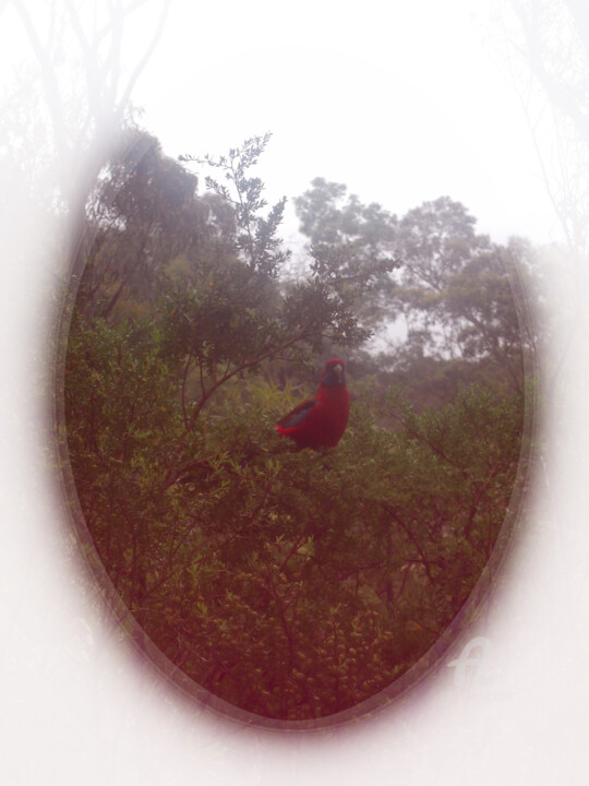 摄影 标题为“Focal and red filte…” 由Cédric Hajiji, 原创艺术品, 数码摄影