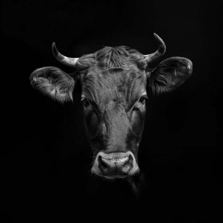 Black Cow 1 数字艺术