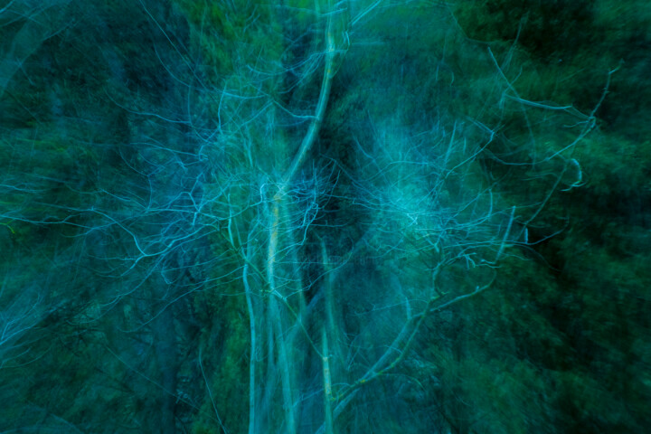 Il bosco di Casaboli - FineArt0104 Fotografia, 15,8x23,6 in