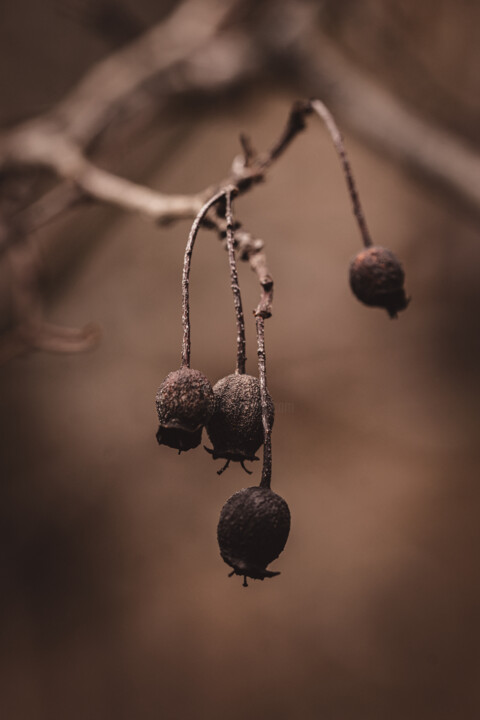 Arbre Photography