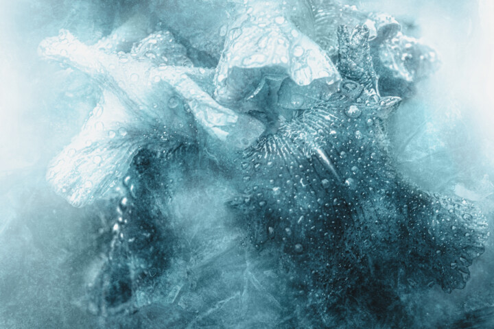 Photographie intitulée "Frozen Flower" par Michael Lomiya, Œuvre d'art originale, Photographie manipulée