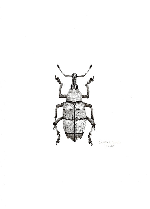 INSETO Nº 5 图画, 11.4x8.3 in