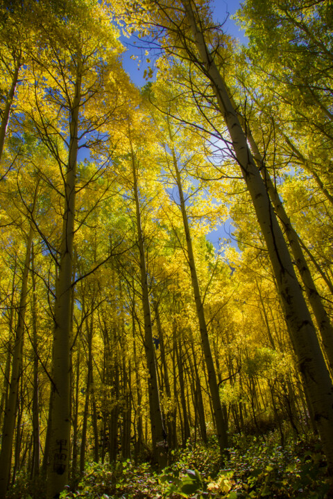 Aspen 摄影