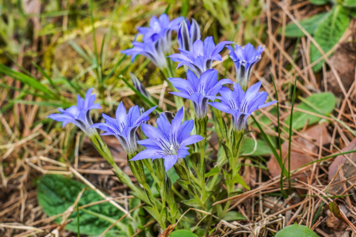 Harurindou blooms like blue jewely #06 사진