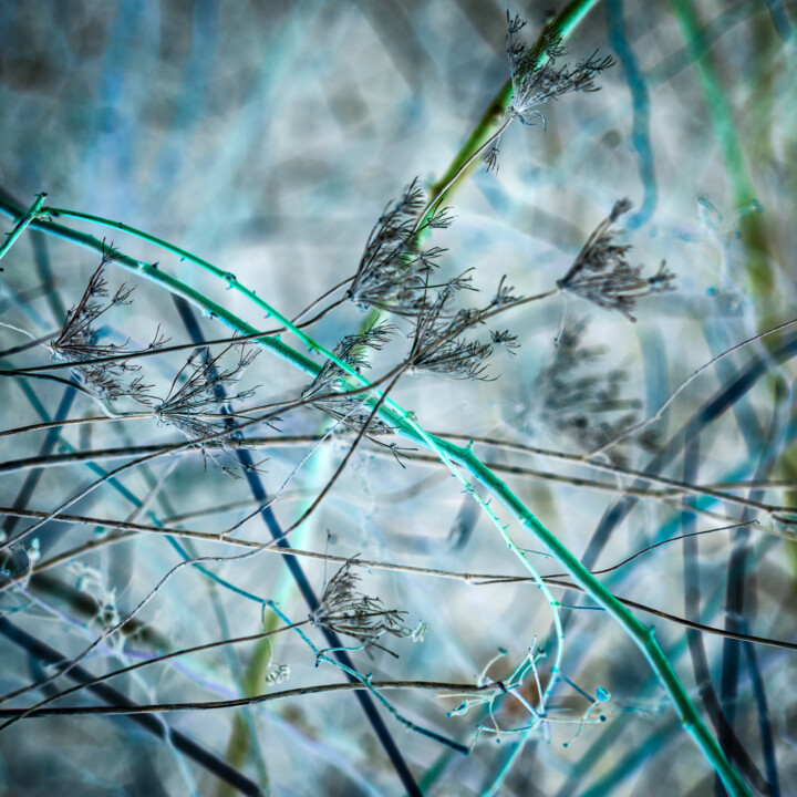 Winter Leftovers 摄影