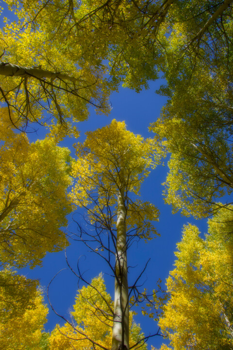 Fotografia intitulada "Aspen Blues" por Jade Holing, Obras de arte originais, Fotografia digital