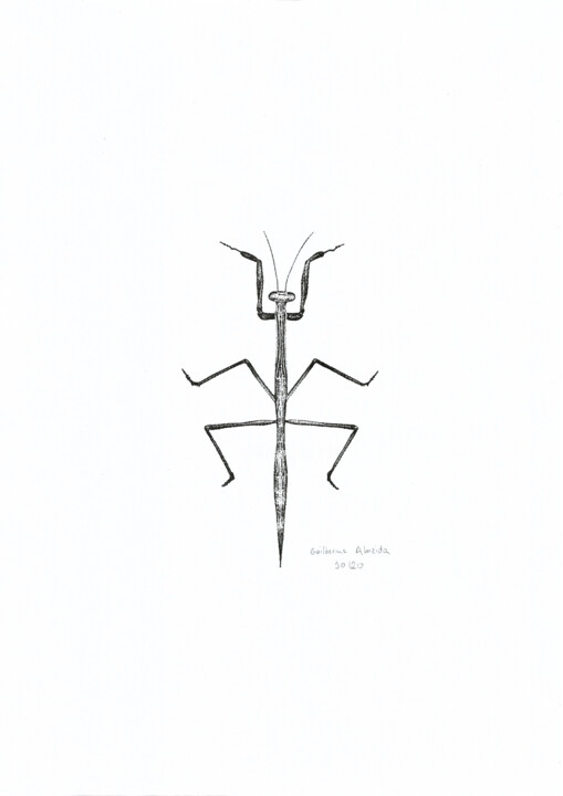 INSETO Nº 10 图画, 11.4x8.3 in