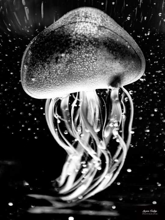 Transparence aquatique Fotografia