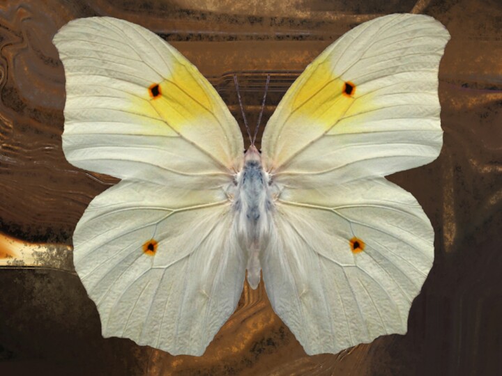 Fotografie getiteld "Still Beauty" door Roxana Ferllini, Origineel Kunstwerk, Digitale fotografie