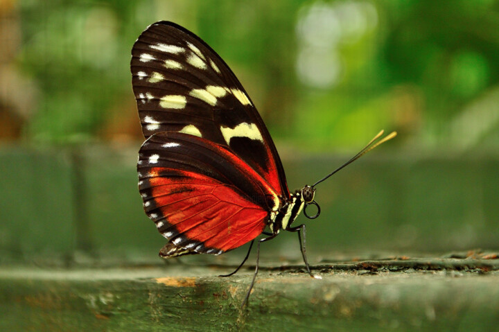 Red butterfly 摄影