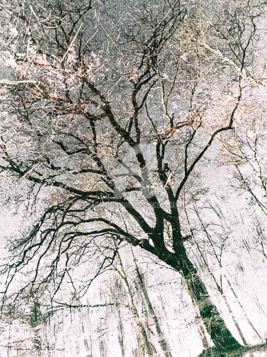 L’ART BRANCHÉ 摄影, 19.7x15.8 in
