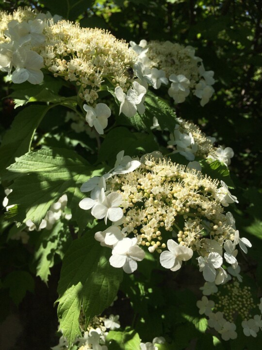 Viburnum flowers 摄影