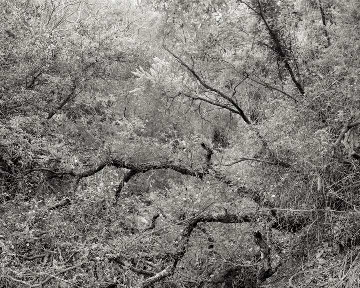 The Forest - 01 Fotografie, 15,8x19,7 in