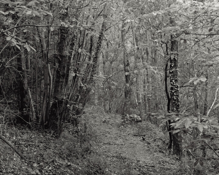 The Forest - 03 Fotografie, 15,8x19,7 in
