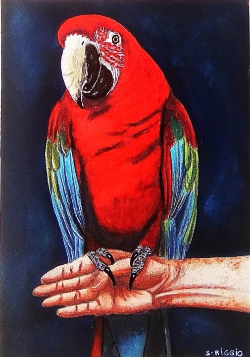 Perroquet ara rouge 绘画, 7.1x4.9 in