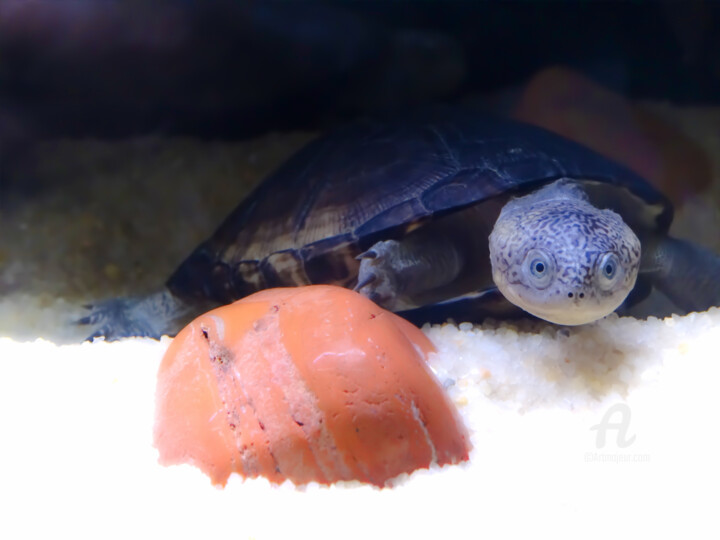 摄影 标题为“This a turtle who d…” 由Cédric Hajiji, 原创艺术品, 数码摄影