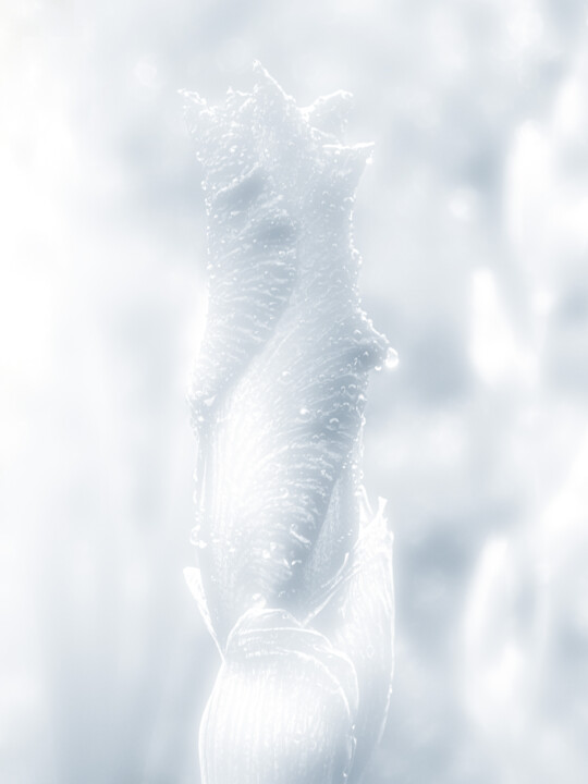 Fotografía titulada "A Delicate Flower B…" por Michael Lomiya, Obra de arte original, Fotografía manipulada