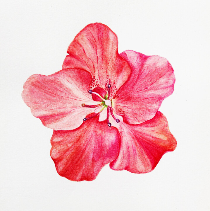 绘画 标题为“Red Azalea” 由Maryna Pohorielko, 原创艺术品, 水彩