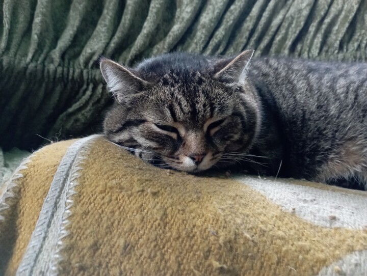 The village cat 摄影