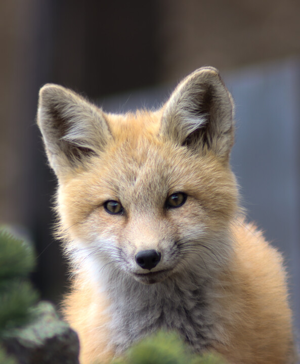 Red Fox 摄影