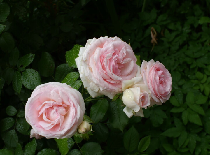 beautifu pink rose flower petal with drops 摄影