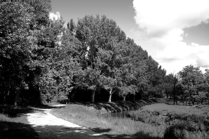 Fotografia intitolato "Birches in the sky" da Davide Novello, Opera d'arte originale, Fotografia digitale