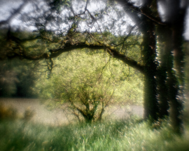 Photography titled "Arbre #2" by Olivier Pasquiers, Original Artwork, Non Manipulated Photography