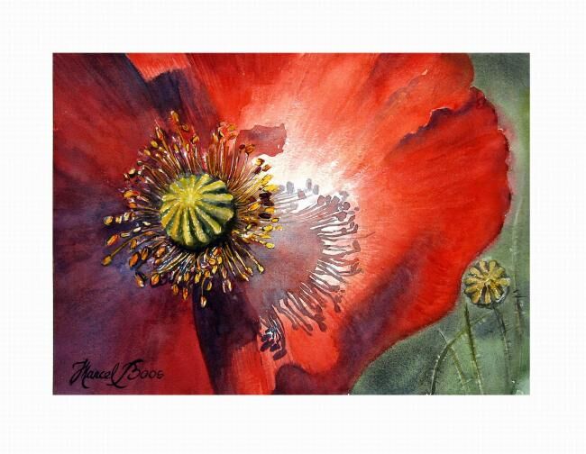 Peinture intitulée "Coquelicot macro" par Marcel Boos, Œuvre d'art originale