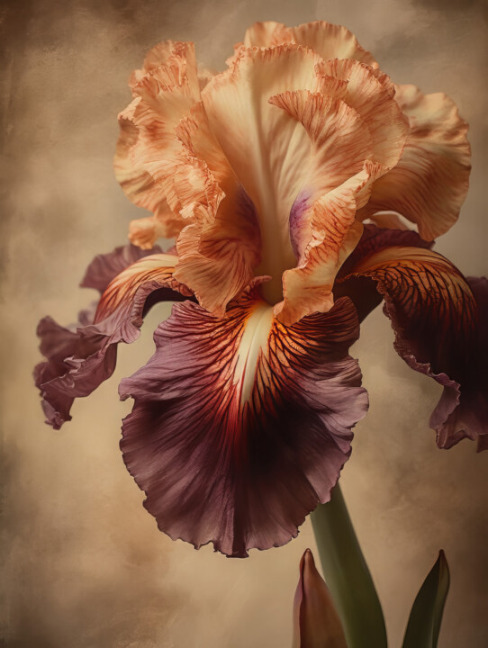 Iris Flowers 2 数字艺术
